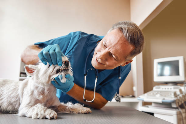 Best Same-Day Emergency Dental Services in Dallastown, PA
